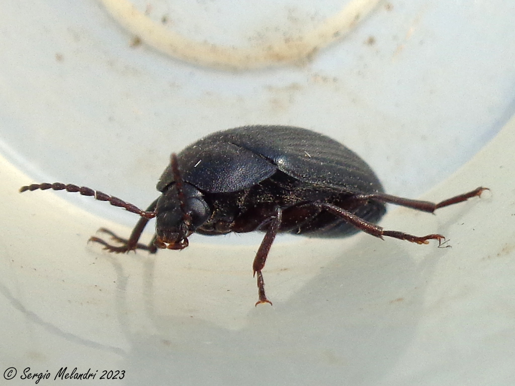 Tenebrionidae Alleculinae: Prionychus ater